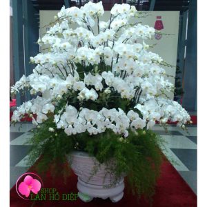Chậu lan hồ điệp Vip