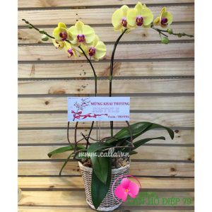 chậu hoa lan hồ điệp kỷ niệm ngày thành lập công ty