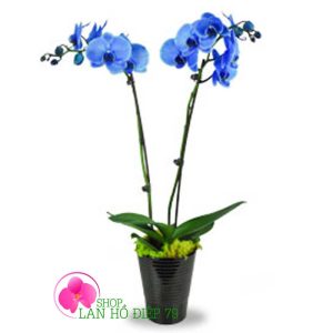 bán lan hồ điệp tại cần giờ