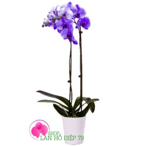 bán lan hồ điệp tại cần giuộc