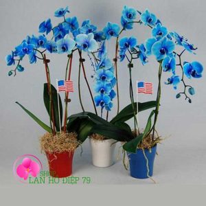 bán lan hồ điệp sỉ