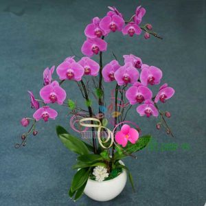 Chậu hoa lan hồ điệp