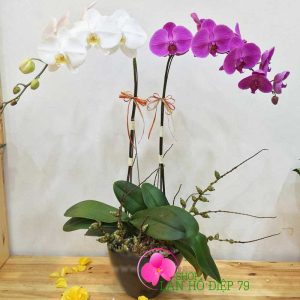cac mau lan ho diep gia re