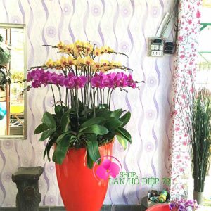 lan hồ điệp ghép chậu
