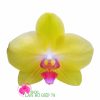 Shop lan hồ điệp Huyện Củ Chi