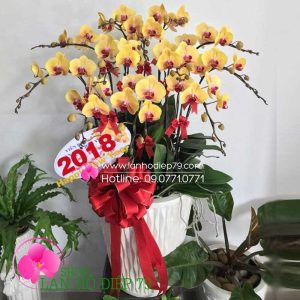 Chậu lan hồ điệp vàng 12 cành, Chậu hoa lan đẹp tặng sếp