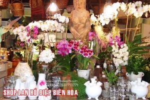 Biên Hòa - Mua lan hồ điệp ở đâu giá rẻ và uy tín nhất?
