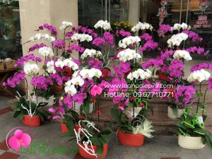 "CHẾT DỞ" Khi mua lan hồ điệp giá rẻ tại các cửa hàng kém chất lượng