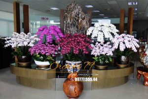 Có nên chọn hoa lan hồ điệp quà tặng người thân, bạn bè?