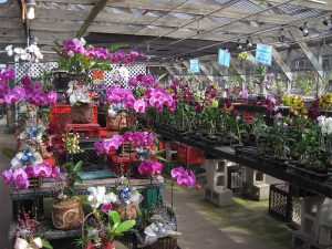 Địa Điểm Bán Lan Hồ Điệp Chất Lượng, Uy Tín Và Rẻ Nhất Hà Nội