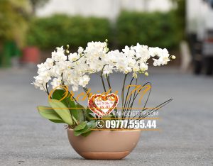 Hoa lan hồ điệp – Món quà ý nghĩa tặng đối tác, khách hàng