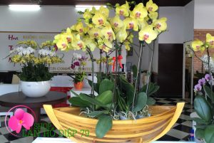 Cùng ngắm những chậu Lan Hồ Điệp đẹp nhất từ trước đến nay