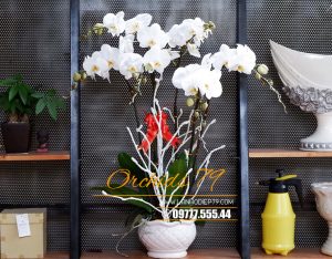 Mách nhỏ cách chọn màu hoa lan hồ điệp tặng theo phong thủy