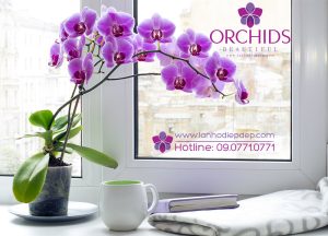 Nhìn là nghiện với 10 mẫu hoa lan hồ điệp Siêu sáng tạo