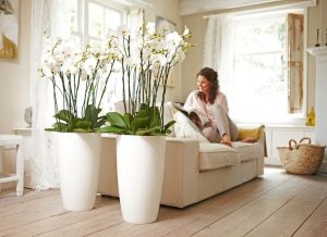 Kỹ thuật tách cây lan hồ điệp ra ngoài để ghép vào chậu trang trí