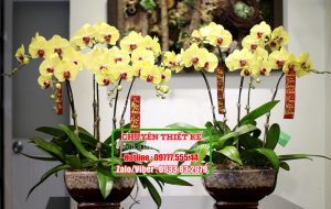 Shop Hoa Lan Hồ Điệp Hà Nội – Giá thành rẻ với hàng 100 mẫu sang trọng
