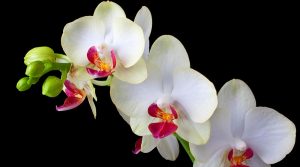 Lan hồ điệp Hải Phòng - Lan nhập khẩu bán giá Việt Nam
