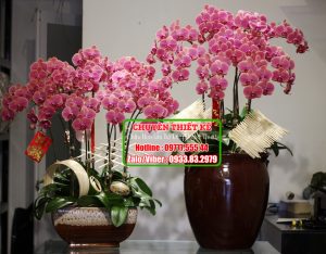 Shop lan hồ điệp Sài Gòn – Uy tín, cam kết bán với giá rẻ nhất