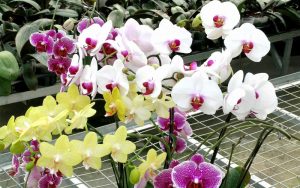 lan hồ điệp trắng